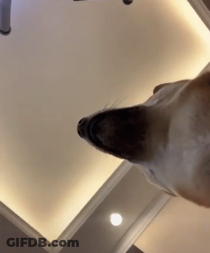Dog Looking Up At Ceiling Light GIF