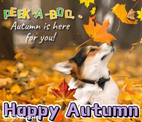 Dog Looking Up At Leaf Peek A Boo Autumn GIF