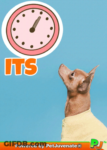 Dog Looking Up At Pink Clock Powered By Petjuvenate GIF