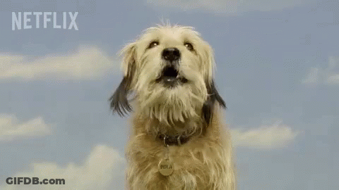 Dog Looking Up With Netflix Logo GIF