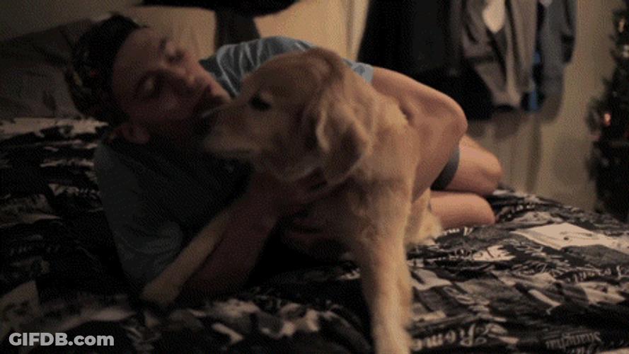 Dog Love Pet Licking Owner On Cheek GIF