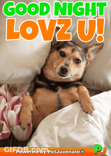 Dog Lying In Bed Saying Good Night GIF