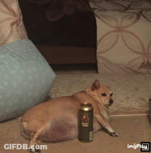 Dog Lying Next To Can Saying Lazy GIF
