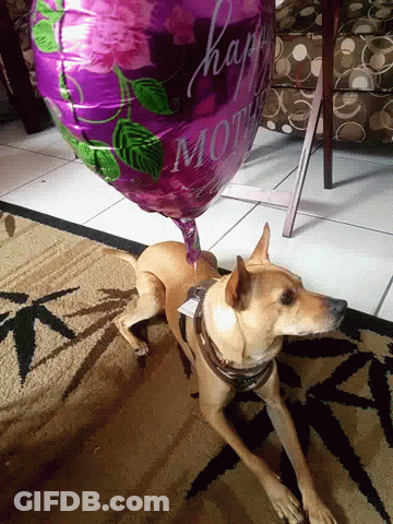Dog Lying Next To Happy Mom Balloon GIF