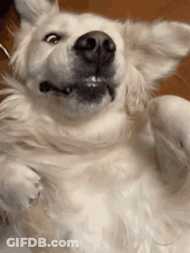 Dog Lying On Back Eyes Closed Mouth Open GIF