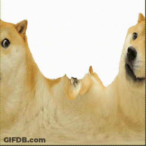 Dog Lying On Back Looking Up GIF
