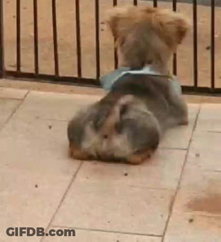 Dog Lying On Back On Tiled Floor GIF
