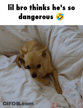 Dog Lying On Bed Lil Bro Thinks He's Dangerous GIF