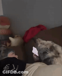 Dog Lying On Bed Looking At Cellphone GIF