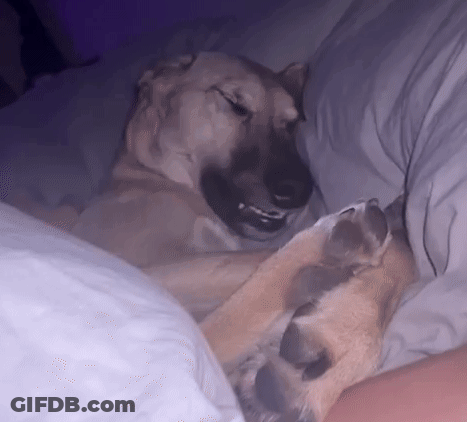 Dog Lying On Bed Next To Person's Leg GIF
