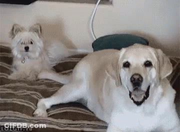 Dog Lying On Bed Next To Small Dog GIF
