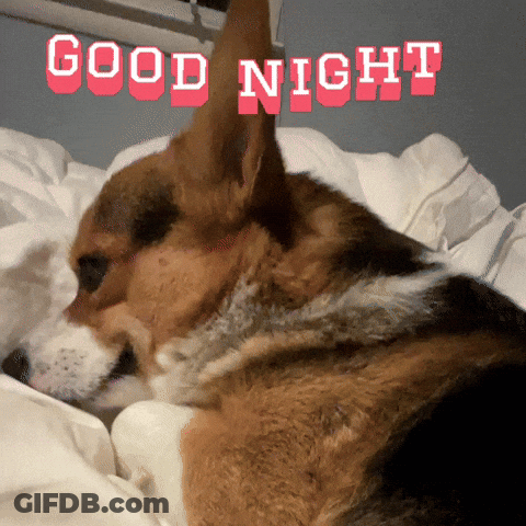Dog Lying On Bed Saying Good Night GIF