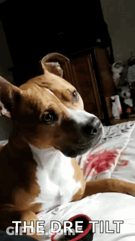 Dog Lying On Bed With The Dre Tilt GIF