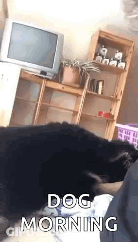 Dog Lying On Bed With TV And Shelf GIF