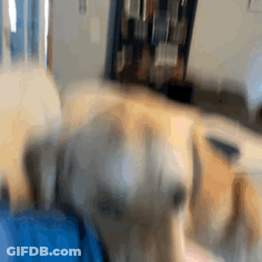 Dog Lying On Bed GIF