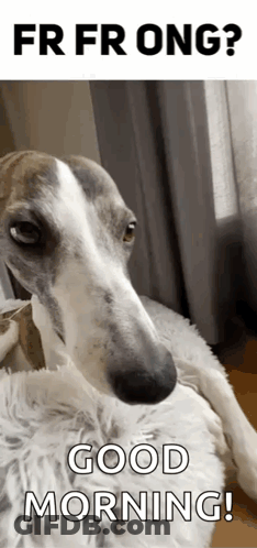 Dog Lying On Blanket Good Morning GIF