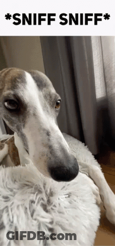 Dog Lying On Blanket Sniff Sniff GIF