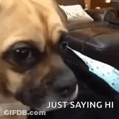 Dog Lying On Couch Looking At Camera GIF