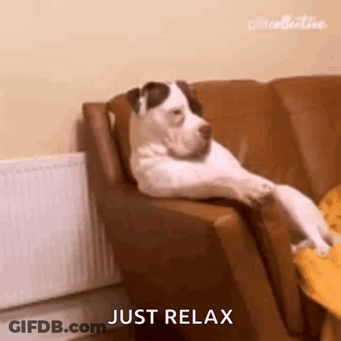 Dog Lying On Couch Relaxing GIF