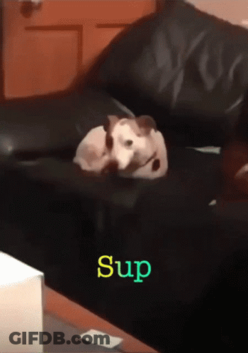 Dog Lying On Couch Saying Sup GIF