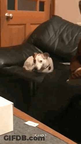 Dog Lying On Couch Saying Sup GIF