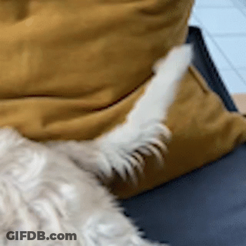 Dog Lying On Couch With Yellow Pillow GIF