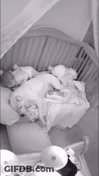 Dog Lying On Crib Next To Baby GIF
