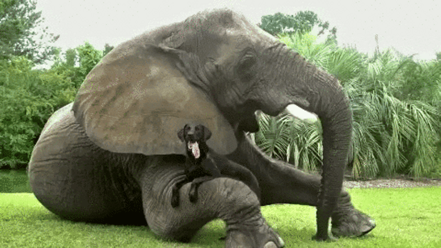 Dog Lying On Elephant Arm GIF