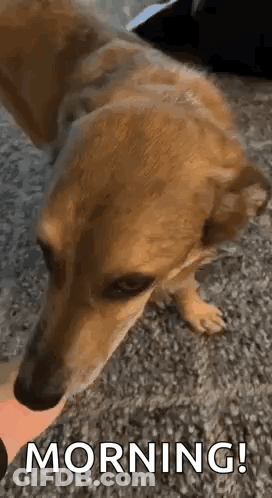 Dog Lying On Floor Looking At Person's Hand GIF