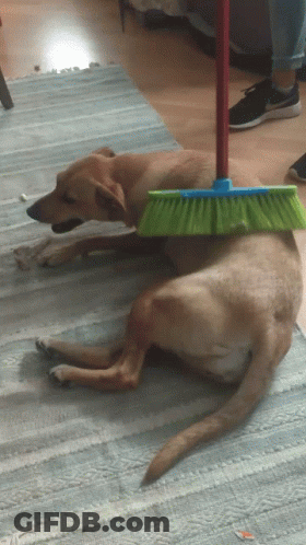 Dog Lying On Floor With Broom On Back GIF