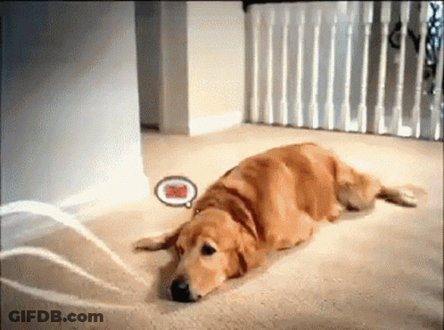 Dog Lying On Floor With I Love You Speech Bubble GIF
