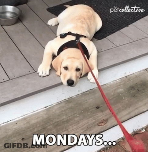 Dog Lying On Ground With Mondays GIF