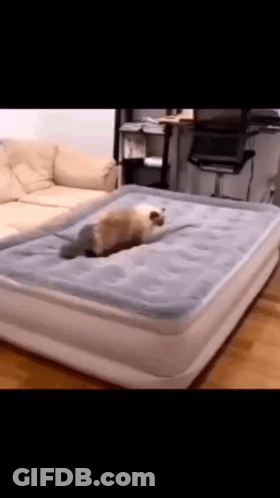 Dog Lying On Inflatable Bed GIF