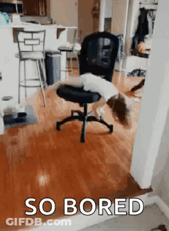 Dog Lying On Office Chair Bored GIF