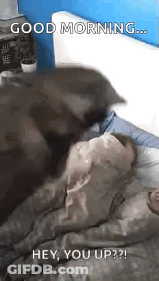 Dog Lying On Person Saying Good Morning Hey You Up GIF