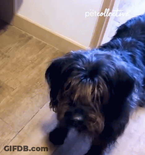 Dog Lying On Tiled Floor GIF