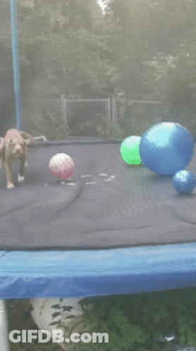 Dog Lying On Trampoline With Balls GIF