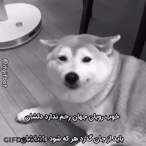 Dog Lying On Wooden Floor GIF