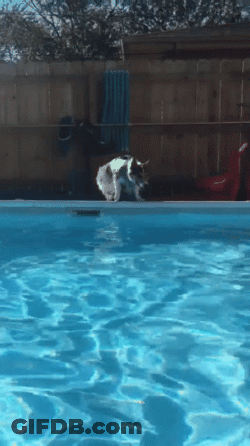 Dog Makes Splash In Pool GIF