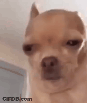 Dog Making Funny Face GIF
