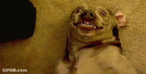 Dog Making Funny Face Laying On Floor GIF