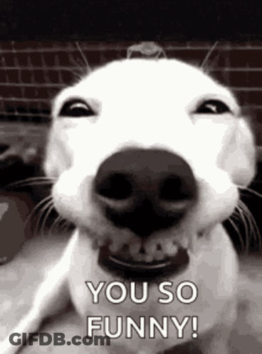 Dog Making Funny Face Saying You So Funny GIF