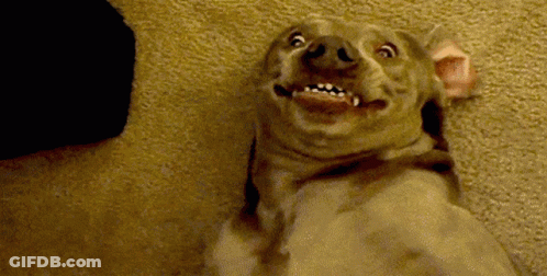 Dog Making Funny Face Sitting On Floor GIF