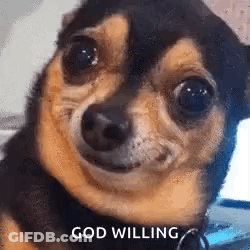 Dog Making Funny Face While Laying On Floor GIF
