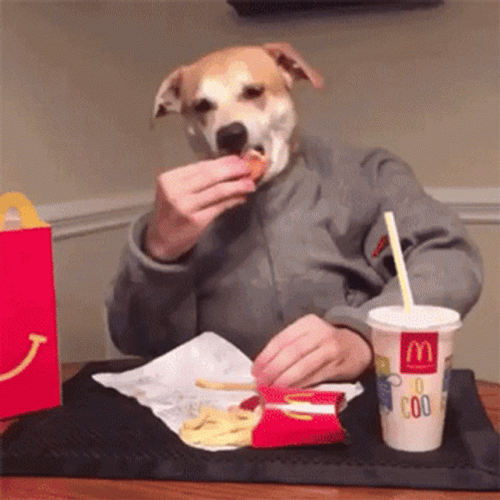 Dog Man As College Student GIF