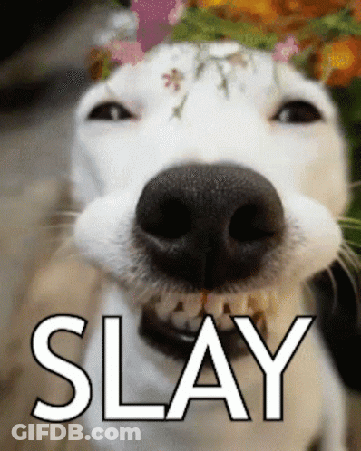 Dog Man Couch Do You Know Abaui Community GIF
