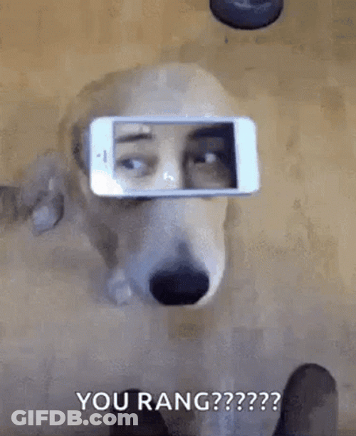 Dog Man Eyes On The Phone GIF