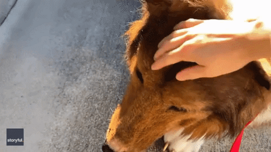 Dog Man Patting Its Head GIF