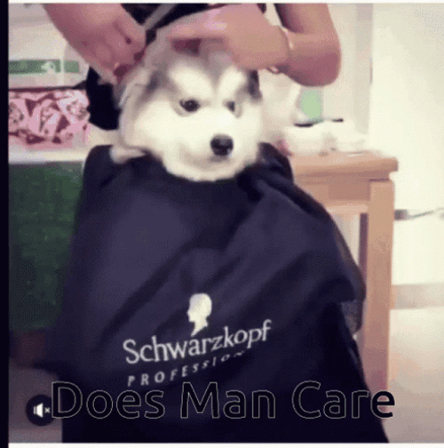 Dog Man Puppy Getting Hair Cut GIF