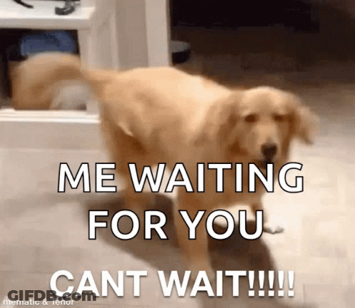 Dog Me Waiting For You Cant Wait GIF